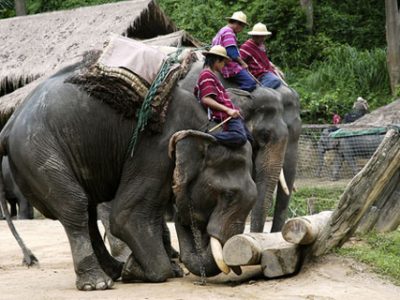 elephant at work