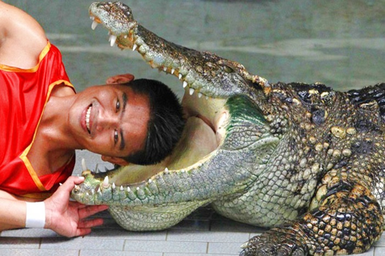 Crocodile01