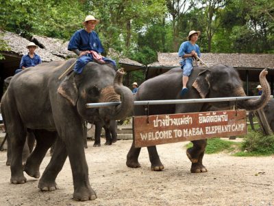 Elephant Care Center 4