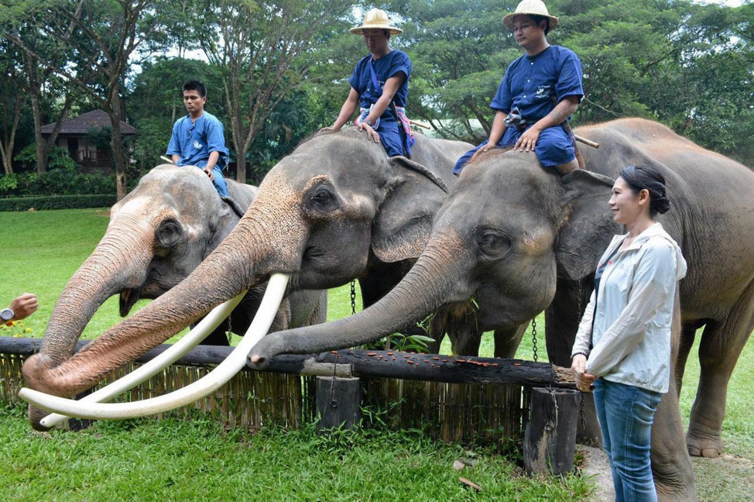 Elephant Care Center 7