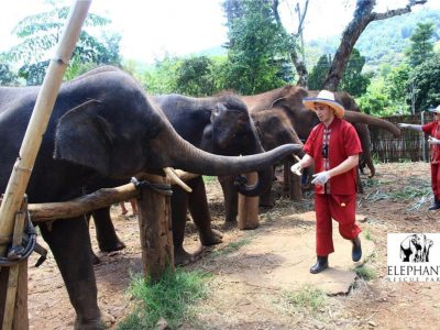 Elephant Rescue Park 2