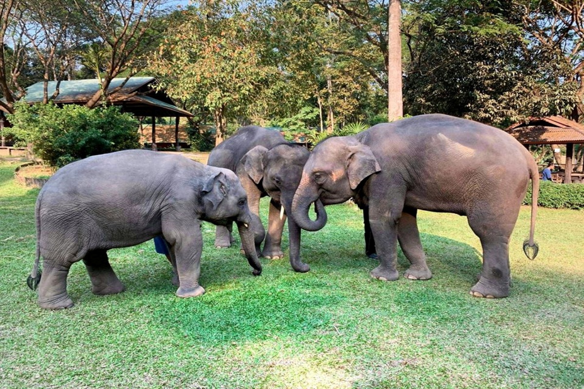 Mae Sa Elephant Camp 7