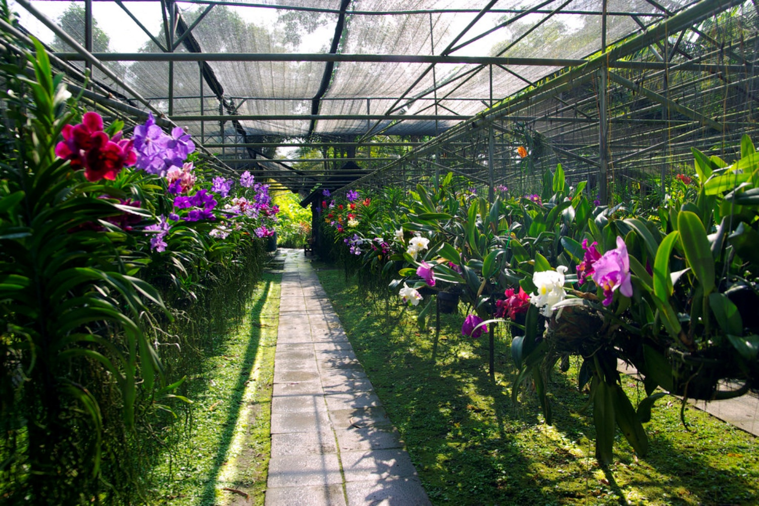 Orchid Farm 2