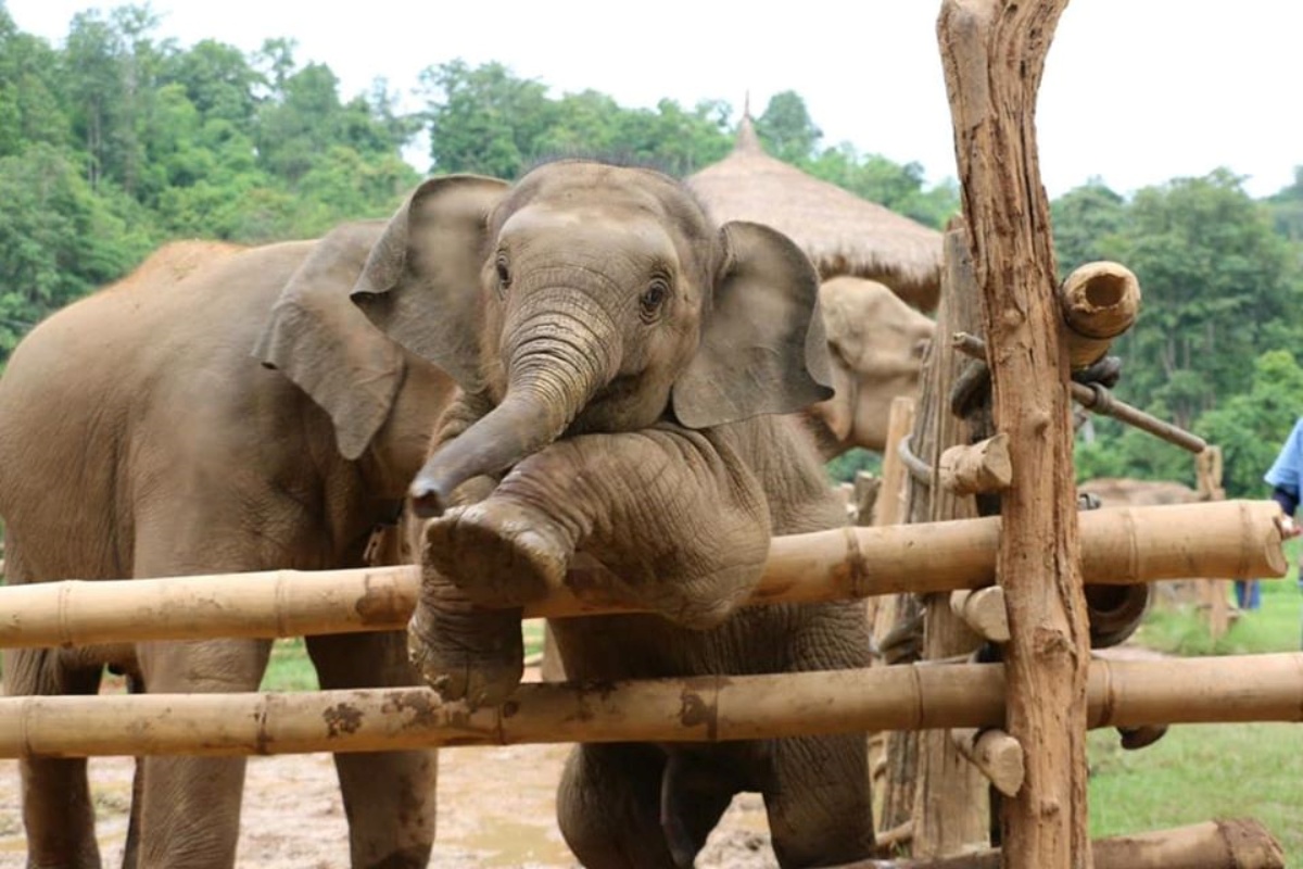 Thai Elephant Home 2