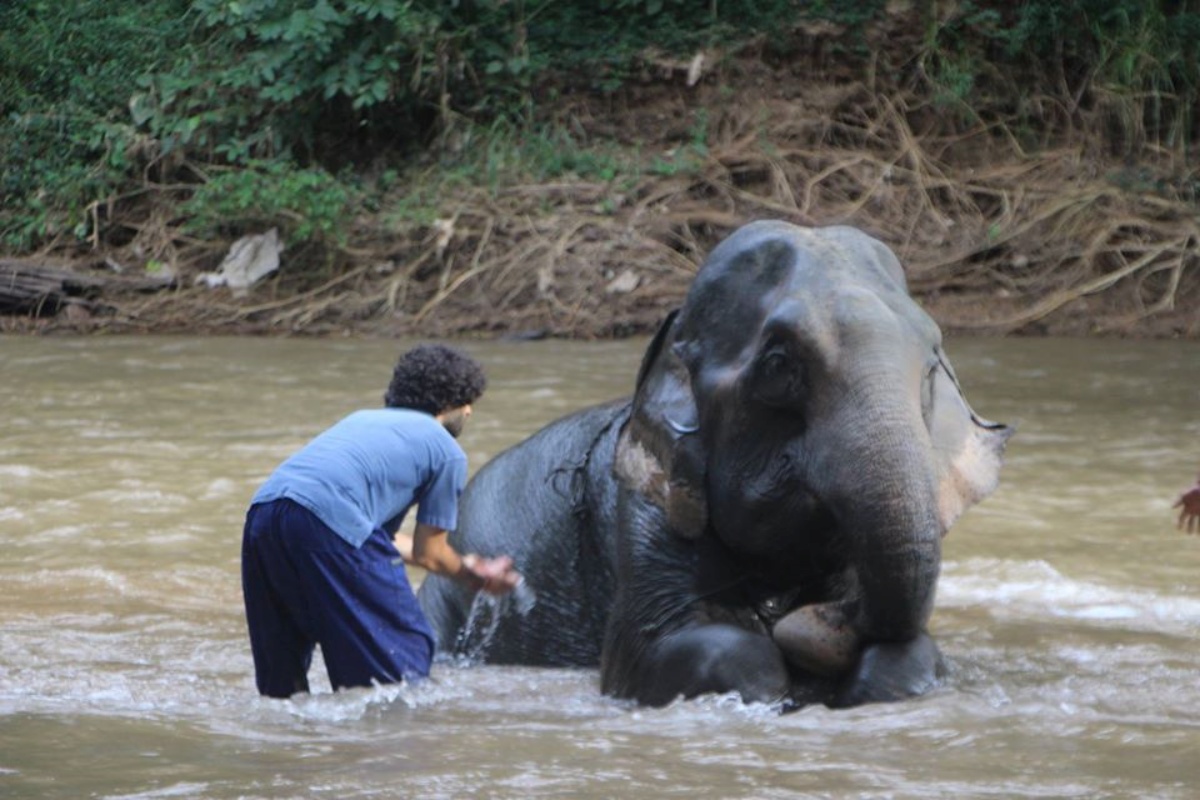 Thai Elephant Home 5